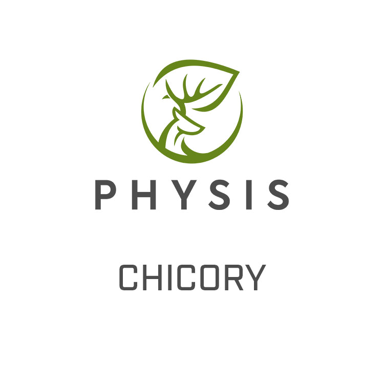 Chicory