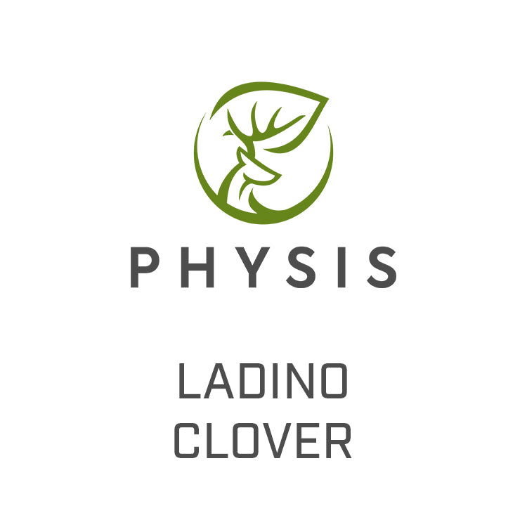Ladino Clover