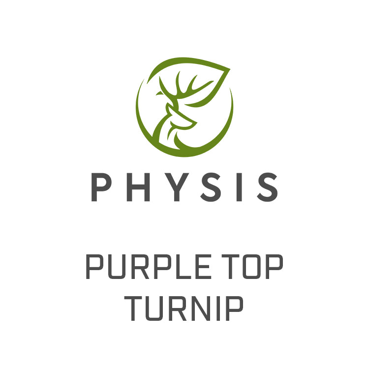 Purple Top Turnip
