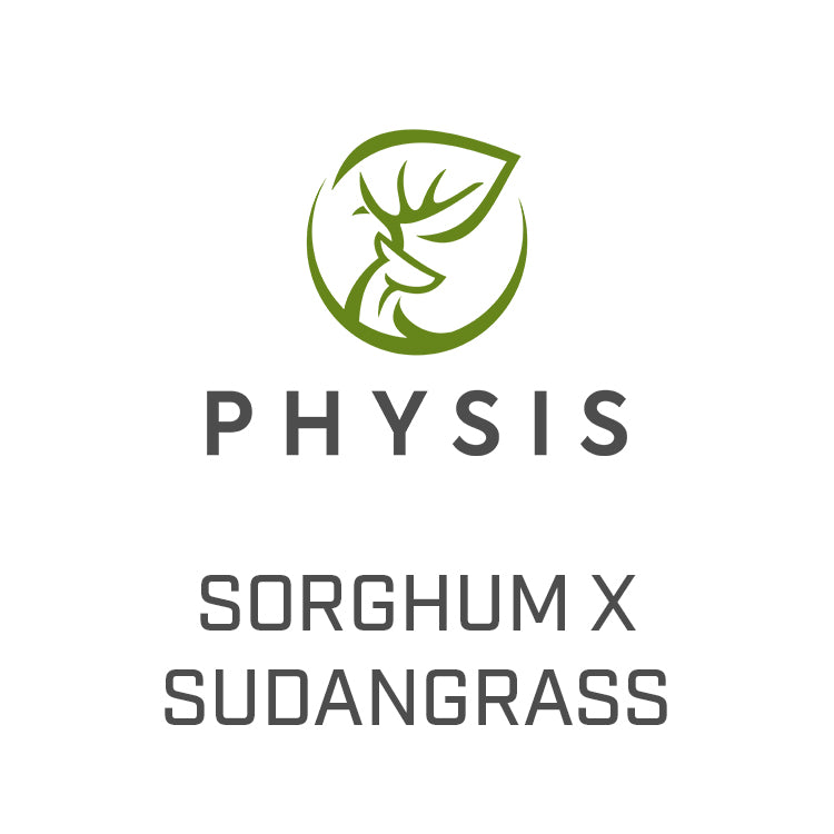 Sorghum x Sudan Grass